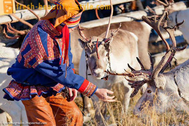 En busca de Santa Claus en Husky siberiano renos