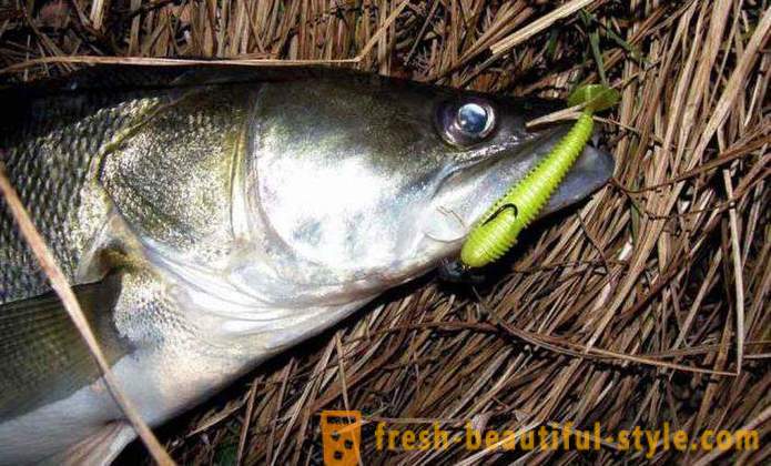 La pesca en la región de Riazán en el río Oka y otros cuerpos de agua