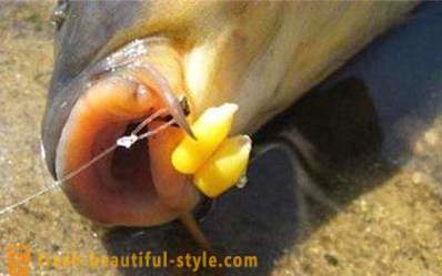 Pesca de la sémola de maíz: señuelo de pesca secretos de eficiencia