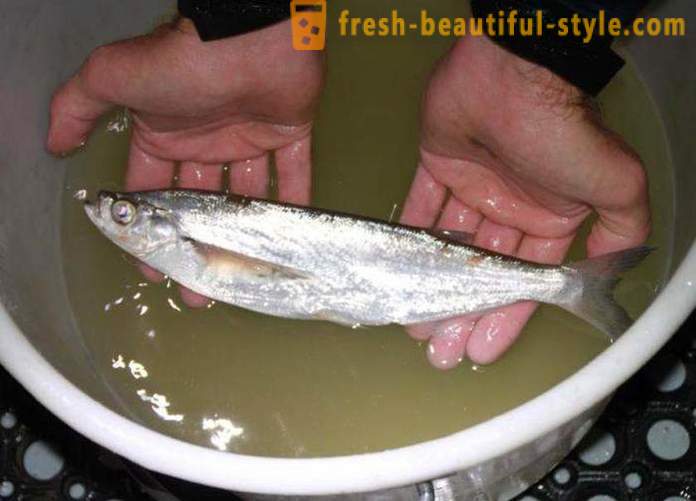 Cuando el pescado sabrefish habitual? Cómo cocinar el pescado sabrefish?