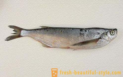 Cuando el pescado sabrefish habitual? Cómo cocinar el pescado sabrefish?