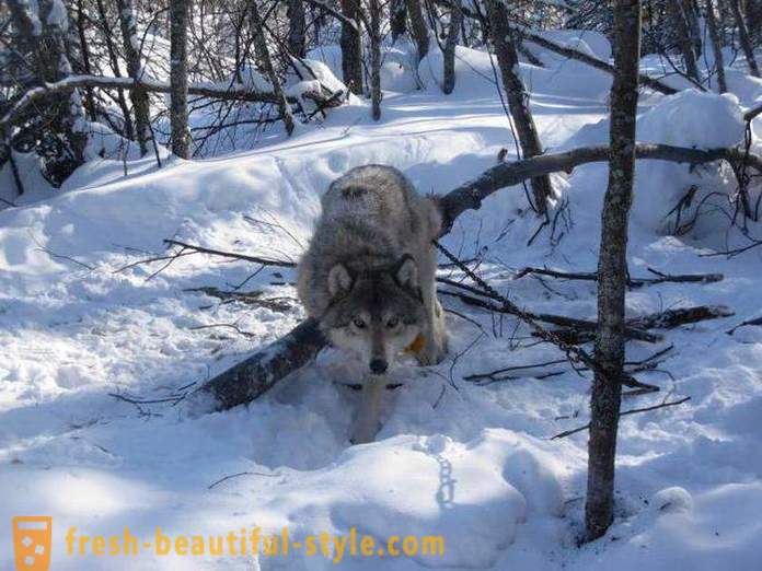 Caza del lobo. Los métodos de caza lobos