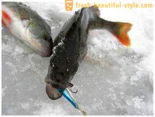 La pesca en el eje de balancín en el invierno. técnica de pesca en la barra de equilibrio