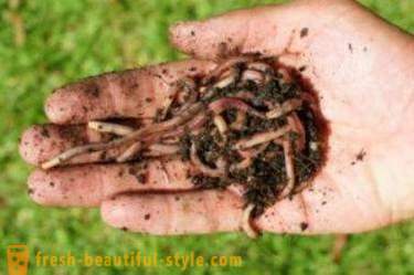 Cómo ensartar a un gusano en un anzuelo. Tipos de gusanos y sus métodos de ganchos de sujeción